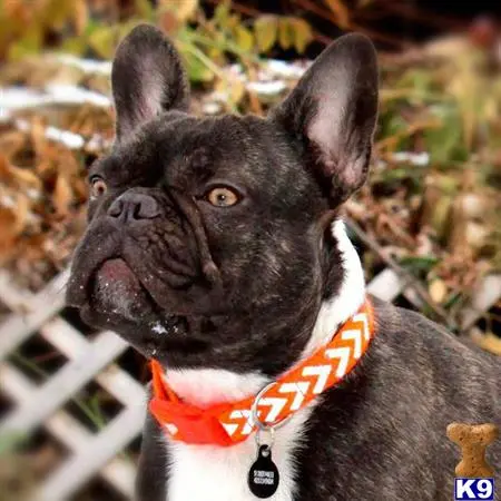 French Bulldog stud dog