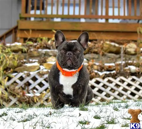 French Bulldog stud dog