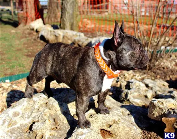 French Bulldog stud dog