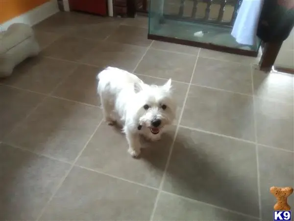 West Highland White Terrier stud dog: a white west highland white terrier dog on a tile floor