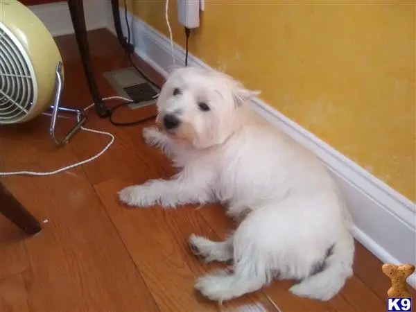West Highland White Terrier stud dog: a white west highland white terrier dog lying on a wooden floor