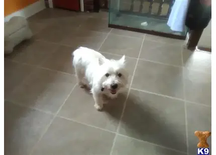 West Highland White Terrier stud dog: a white west highland white terrier dog on a tile floor