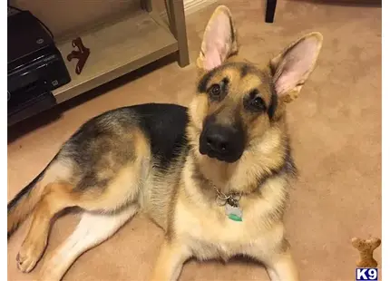 German Shepherd