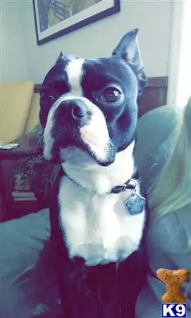 Boston Terrier stud dog