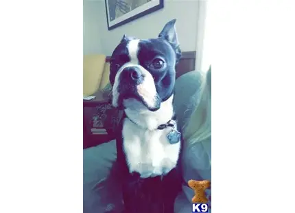 Boston Terrier