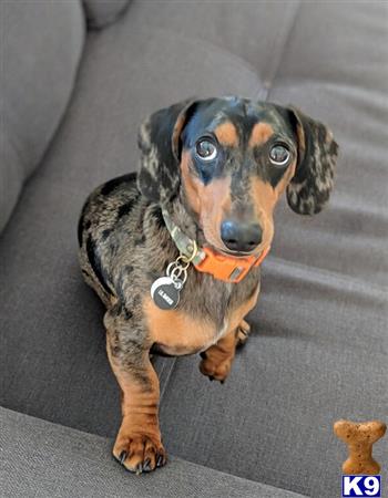 a dachshund dog sitting on a couch