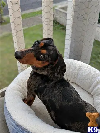 Dachshund stud dog