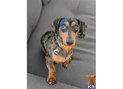 Dachshund