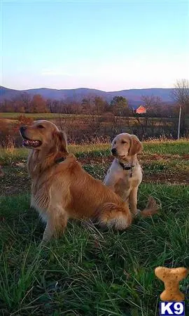 Golden Retriever stud dog