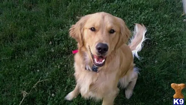 Golden Retriever stud dog