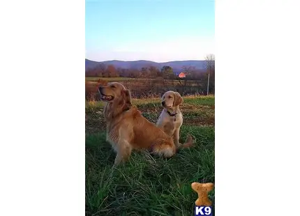 Golden Retriever