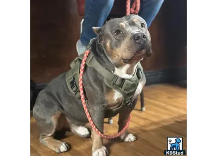 a american bully dog wearing a harness