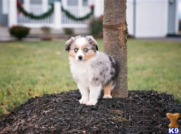 Miniature Australian Shepherd stud dog