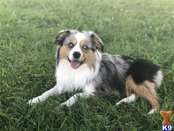 Miniature Australian Shepherd stud dog