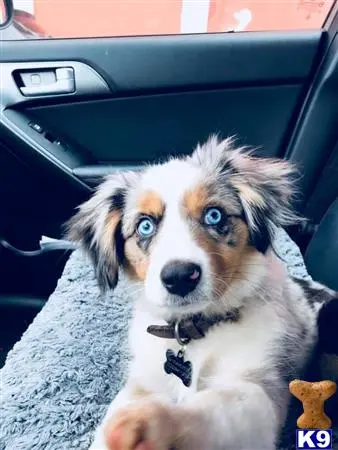 Miniature Australian Shepherd stud dog