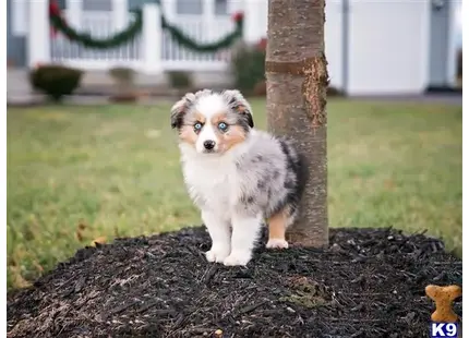 Miniature Australian Shepherd