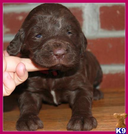 labradoodle puppy posted by lincon