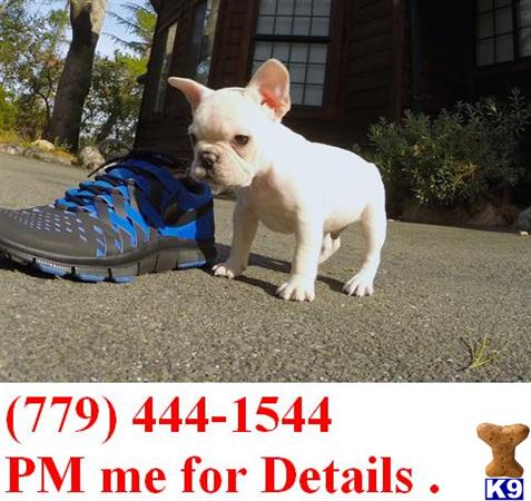 french bulldog puppy posted by linda100