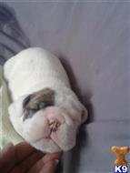 english bulldog puppy posted by lindacleary