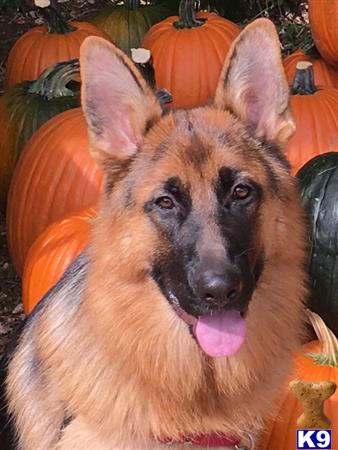 German Shepherd dog