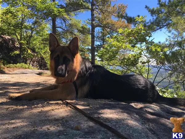 German Shepherd stud dog