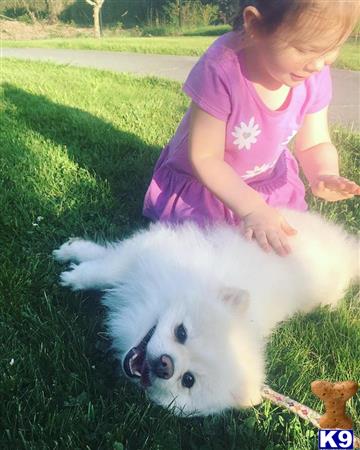 pomeranian stud fee pomeranian stud koda 8 years pomeranian stud fee pomeranian stud koda 8 years
