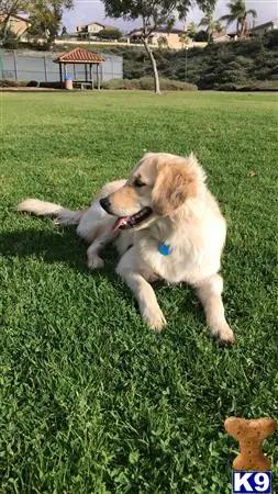 Golden Retriever female dog