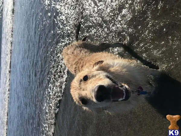 Golden Retriever female dog