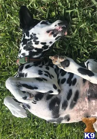 Dalmatian female dog