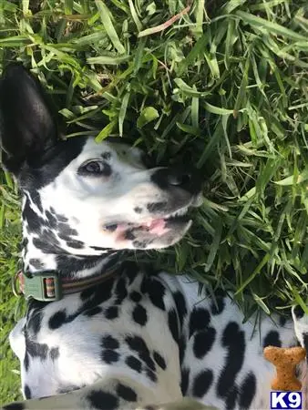 Dalmatian female dog