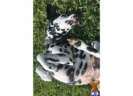 Dalmatian
