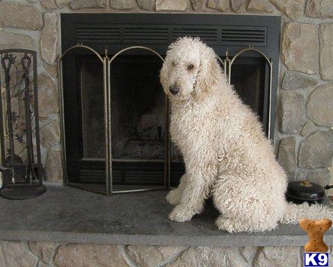 Labradoodle stud dog