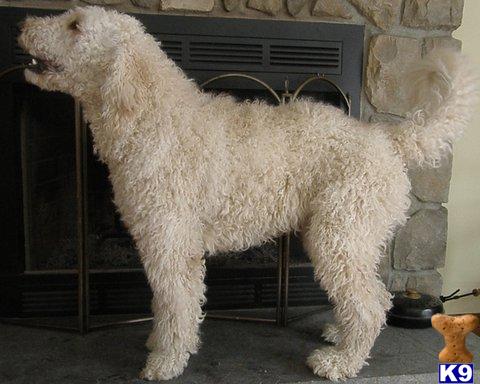 Labradoodle stud dog