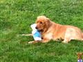 Golden Retriever stud dog: Golden Retriever lying on grass with a stuffed toy