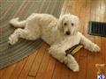 Labradoodle stud dog: Fluffy cream Labradoodle lying on wooden floor with a toy
