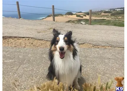 Shetland Sheepdog