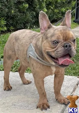 French Bulldog stud dog: a french bulldog dog wearing a garment