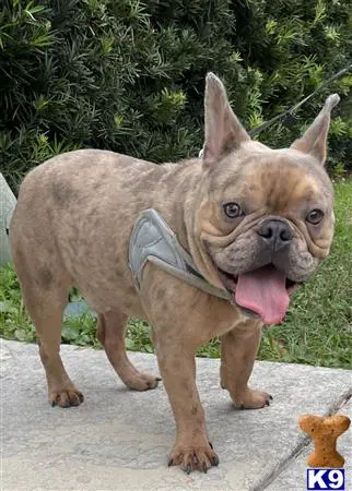 French Bulldog stud dog: a french bulldog dog wearing a vest