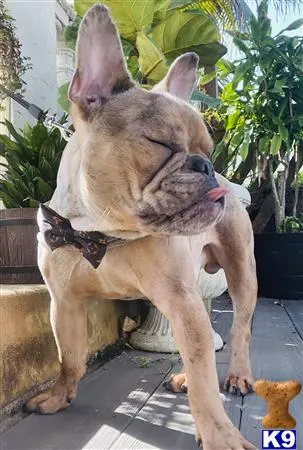 French Bulldog stud dog: a french bulldog dog licking another french bulldog dog