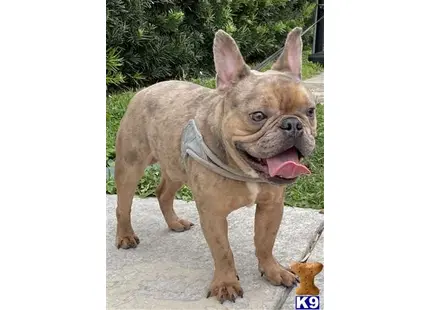 French Bulldog stud dog: a french bulldog dog wearing a garment