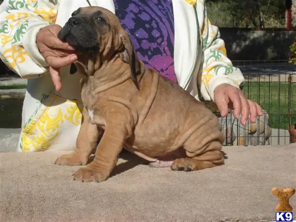 Fila Brasileiro