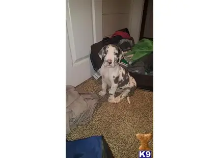 Great Dane