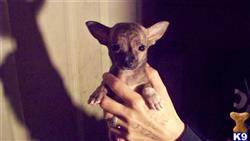 chihuahua puppy posted by lisa72674
