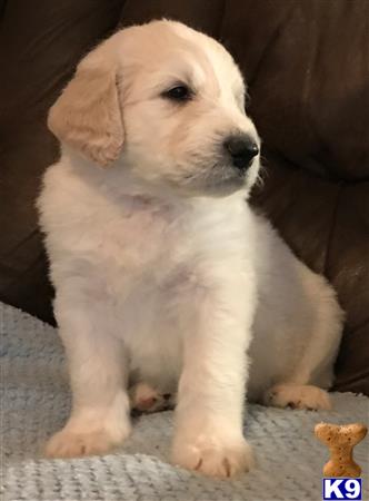 Great Pyrenees