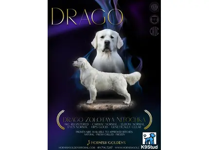 a golden retriever dog holding a toy