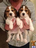 beagle puppy posted by lisalolomork