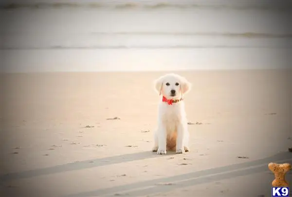 Golden Retriever female dog