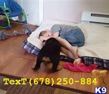 rottweiler puppy posted by lisamike