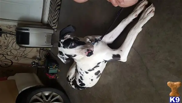 Great Dane