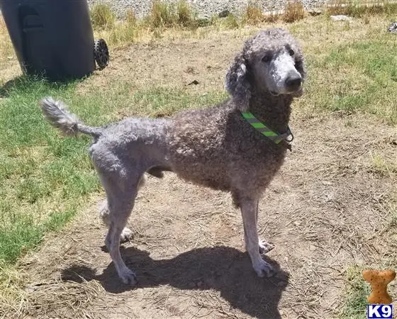 Poodle stud dog